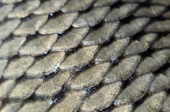 The scales of a fish