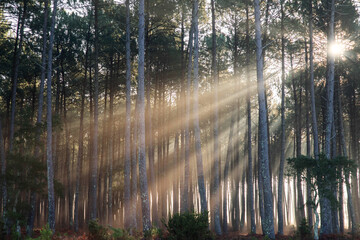 Magnificent landscapes of a pine forest crossed by sunlight