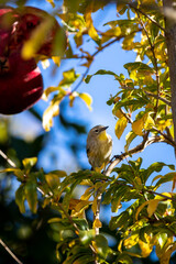 Birds eating pomegranate seeds on the tree