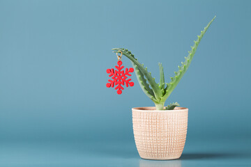 Christmas decoration in form of red snowflake on green aloe vera in pot on blue background.