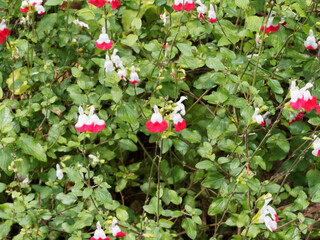 Sauge de Graham 'Hot Lips' ou salvia microphylla, arbuste décoratif de haie ou massif à fleurs blanches et rouges framboises dans un feuillage vert