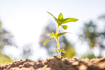 Morning sunshine beautiful tree growth in nature, Concept of growing business and preserving nature