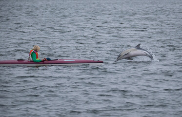 Dolphin enjoy life, in Vilsund Harbor, Denmark.