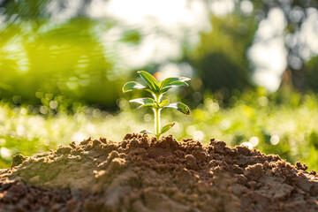 Morning sunshine beautiful tree growth in nature, Concept of growing business and preserving nature