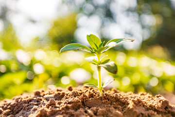 Morning sunshine beautiful tree growth in nature, Concept of growing business and preserving nature