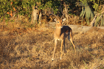 Schwarzfersenantilope / Impala / Aepyceros melampus