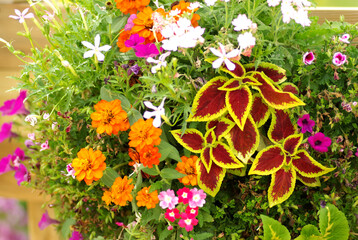 花束のような寄せ植え