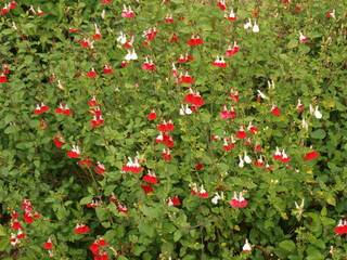Sauge de Graham 'Hot Lips' ou salvia microphylla, arbuste décoratif de haie ou massif à fleurs blanches et rouges framboises dans un feuillage vert