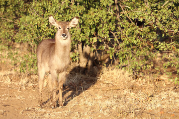 Wasserbock / Waterbuck / Kobus ellipsiprymnus