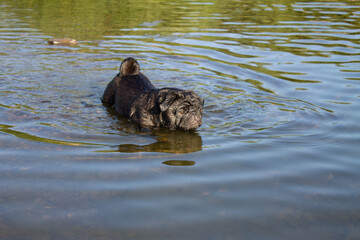 Black dog pug walks in the water, river. bathing in an open body of water.