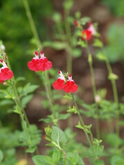 Obraz na płótnie Canvas (Salvia microphylla ou greggii 'Hot Lips') Sauge de Graham ou sauge à petites feuilles aromatiques et fleurs blanche et rouge