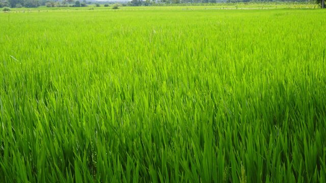 Landscape Of A Beautiful Green Field With Rice Stalks Swaying In The Wind At Countryside Farm In India