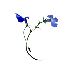 Delicate composition with 2 small blue flowers of lobelia on curly stalk isolated on white background, decorative floral element, macro, selective focus
