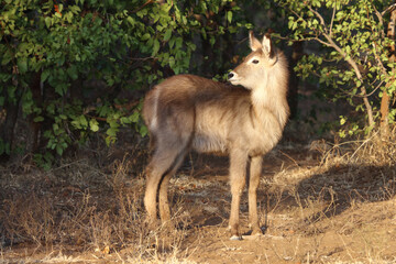 Wasserbock / Waterbuck / Kobus ellipsiprymnus