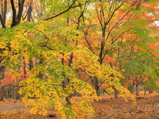 紅葉するカエデ