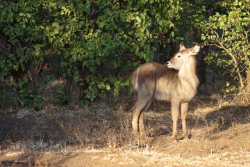Wasserbock / Waterbuck / Kobus ellipsiprymnus