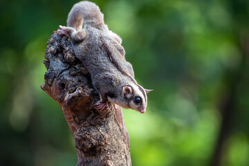 Sugar glider ( Petaurus breviceps ) on tree branch