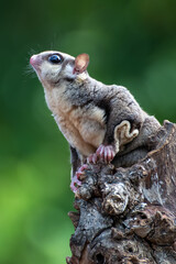 Sugar glider ( Petaurus breviceps ) on tree branch