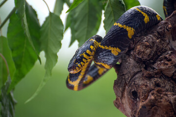 boiga snake dendrophilia in defensive mode, the gold-ringed cat snake,venomous snake