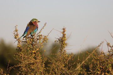 Gabelracke / Lilacbreasted Roller / Coracias caudata