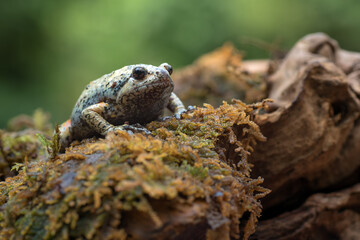 The smooth-fingered narrow-mouthed frog ( kaloula baleata ) in the moss