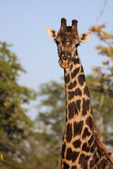 Giraffe / Giraffe / Giraffa Camelopardalis
