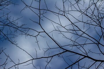 Fototapeta na wymiar Full frame texture upward view of autumn bare tree branches against a blue sky with soft clouds