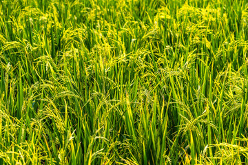 Blurred beautiful golden ear of rice or ear of paddy.