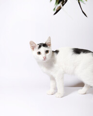 cute kitten on white background