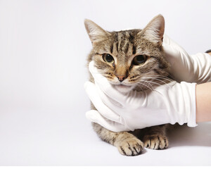 Obraz premium cute cat on a white background 