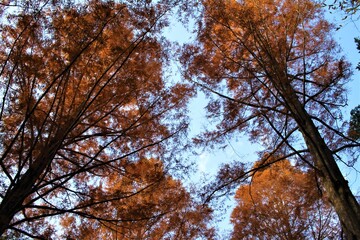 Brown Metasequoia Branches in Autumn Colors