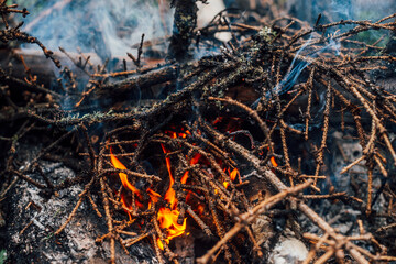 Burning branches and brushwood in fire close-up. Atmospheric warm background with orange flame of campfire and blue smoke. Beautiful full frame image of bonfire. Firewood burns in vivid flames.