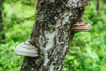 Two large white polypore grows on diagonal birch tree. White tinder fungus on tree trunk close-up in sunlight. Fomes fomentarius on bark on bokeh forest background. Big polypores on sunny greenery.