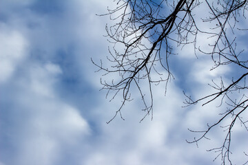 Full frame texture upward view of autumn bare tree branches against a blue sky with soft clouds