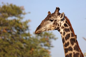Giraffe und Gelbschnabel-Madenhacker / Giraffe and Yellow-billed oxpecker / Giraffa Camelopardalis...