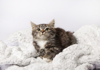 Obraz na płótnie Canvas cute kitten on a white blanket