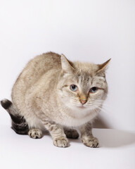 Fototapeta na wymiar furry cat on an isolated background