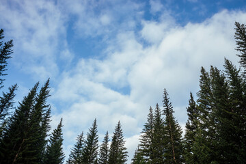 Silhouettes of fir tops on background of clouds. Atmospheric minimal forest scenery. Tops of green coniferous trees against cloudy blue sky. Nature backdrop with firs and sky. Woody mystery landscape.