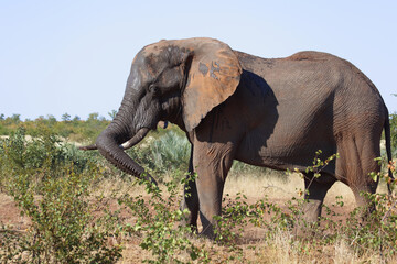 Afrikanischer Elefant / African elephant / Loxodonta africana