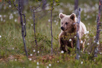 Braunbär (Ursus arctos)
