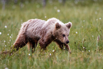 Braunbär (Ursus arctos)