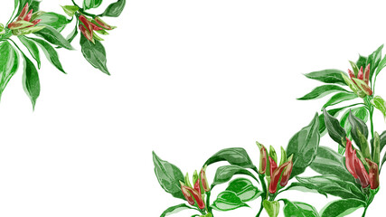 唐辛子の水彩手描き背景フレーム