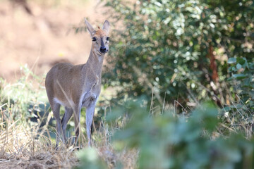 Kronenducker / Common duiker / Sylvicapra grimmia