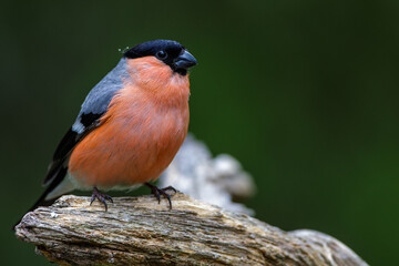 Dompfaff (Pyrrhula pyrrhula) Männchen