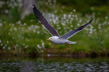 Heringsmöwe (Larus fuscus)