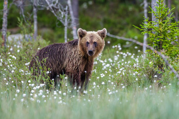 Braunbär (Ursus arctos)