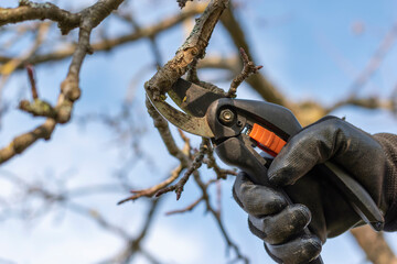 Gardener with black gloves and pruning shears cutting apple tree branch outside in  sunny day.