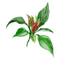 唐辛子の水彩風手書きイラスト