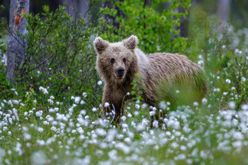 Braunbär (Ursus arctos)