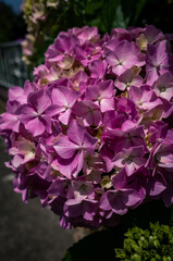 Fototapeta premium Hydrangea flower